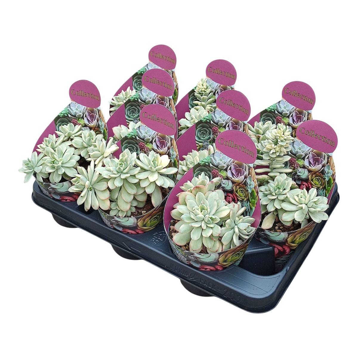 Горшечные цветы и растения оптом Echeveria Minibelle Variegata Potcover от 9шт из Голландии с доставкой по России