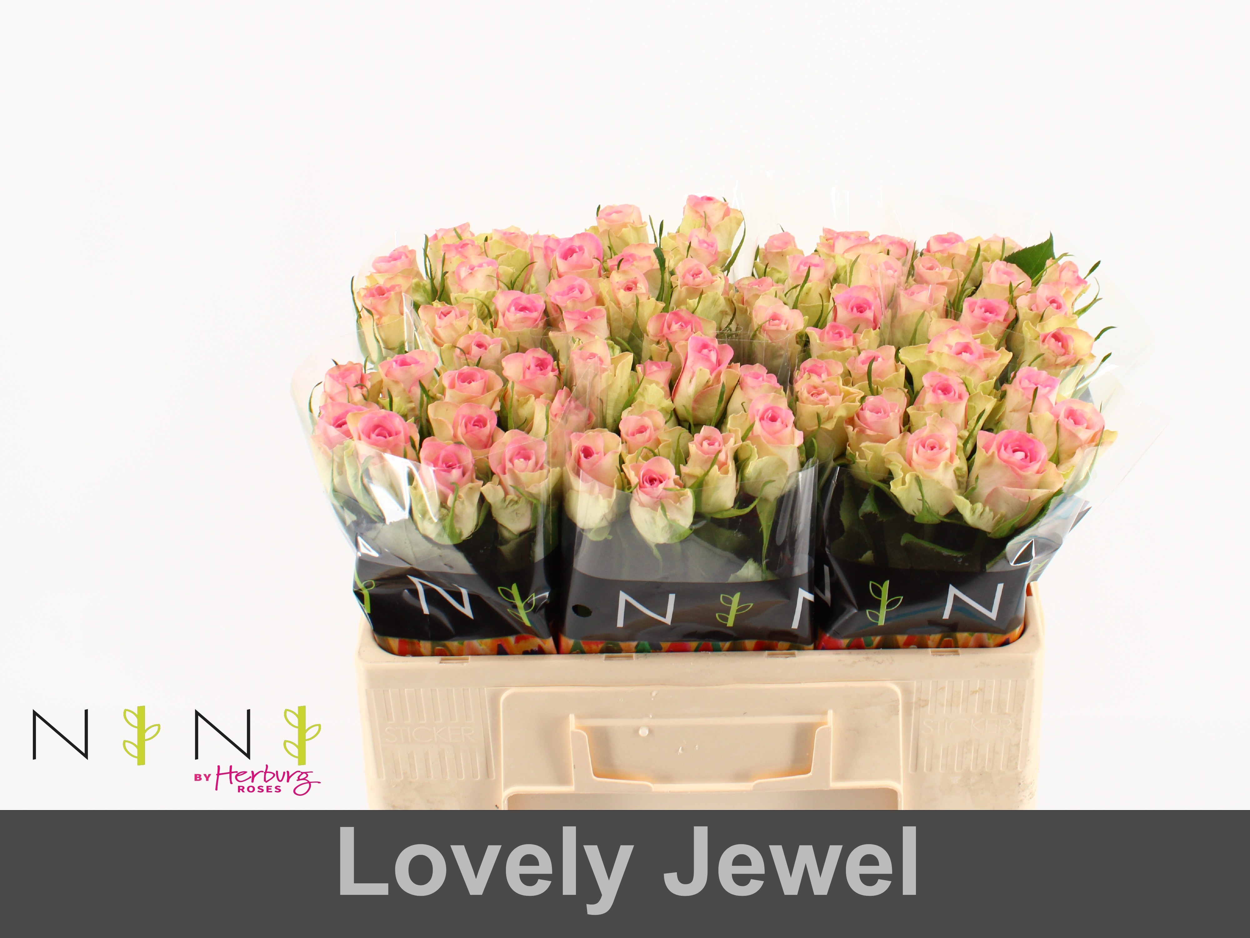 Срезанные цветы оптом Rosa large lovely jewel от 80шт... из Голландии с доставкой по России