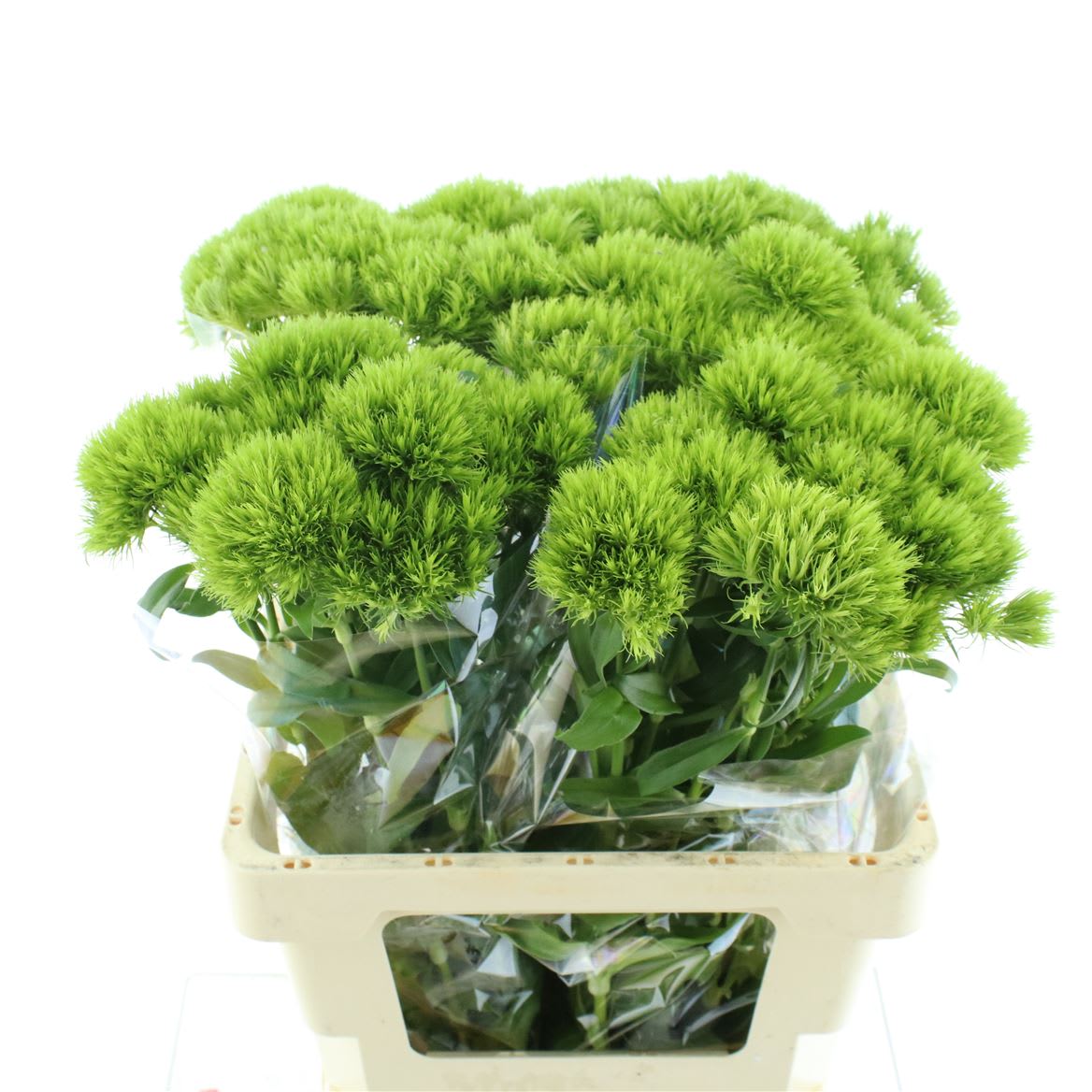 Срезанные цветы оптом Dianthus br kiwi mellow A от 30шт из Голландии с доставкой по России