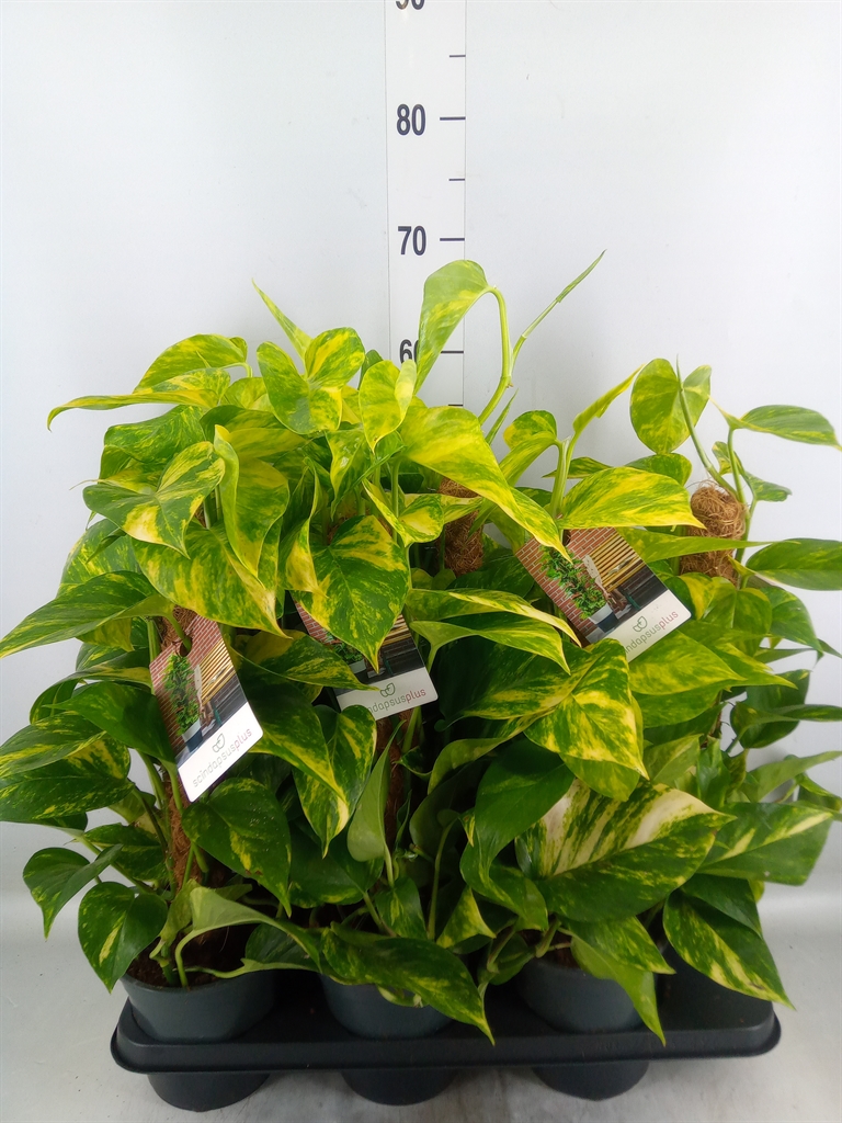 Горшечные цветы и растения оптом Epipremnum Pinn.   ...moss Stick от 6шт из Голландии с доставкой по России