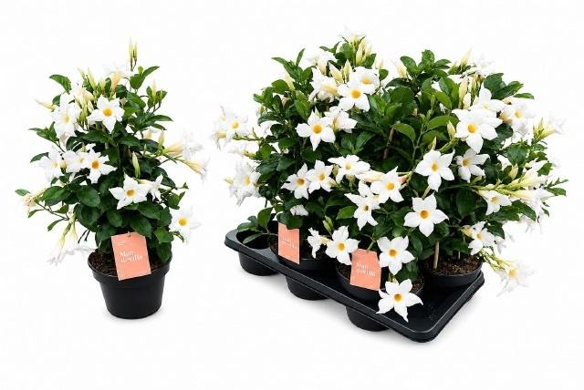 Горшечные цветы и растения оптом Mande Sun White от 6шт из Голландии с доставкой по России