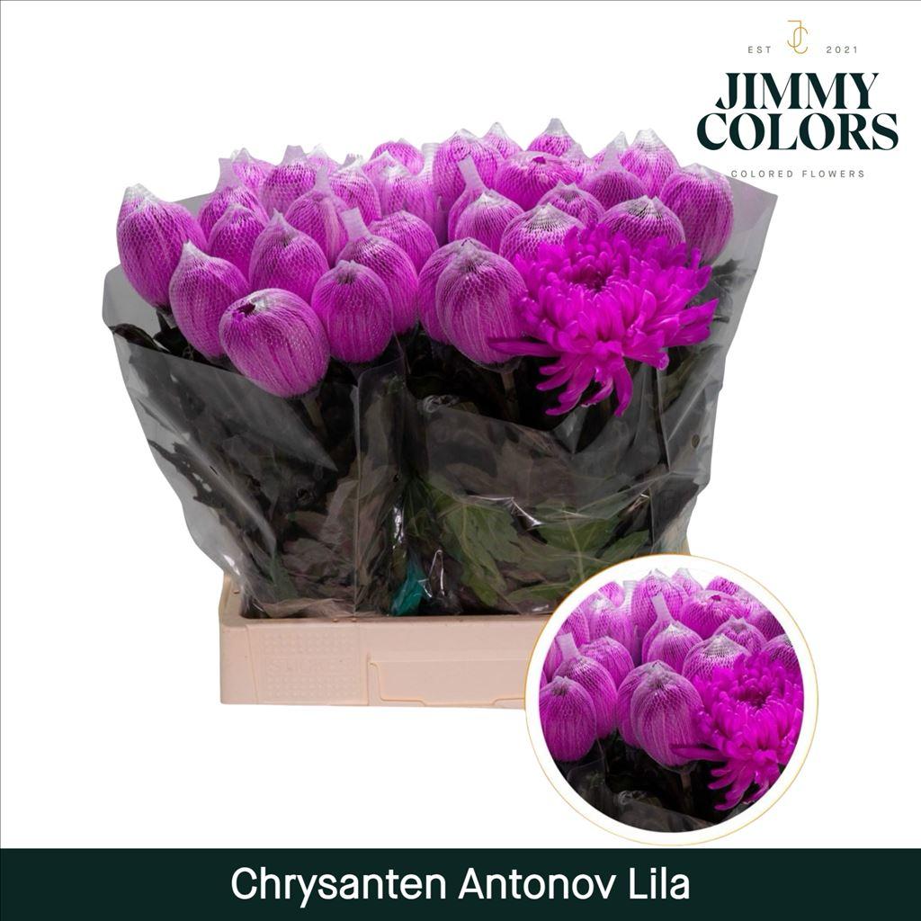 Срезанные цветы оптом Chrys bl paint antonov lilac от 40шт из Голландии с доставкой по России
