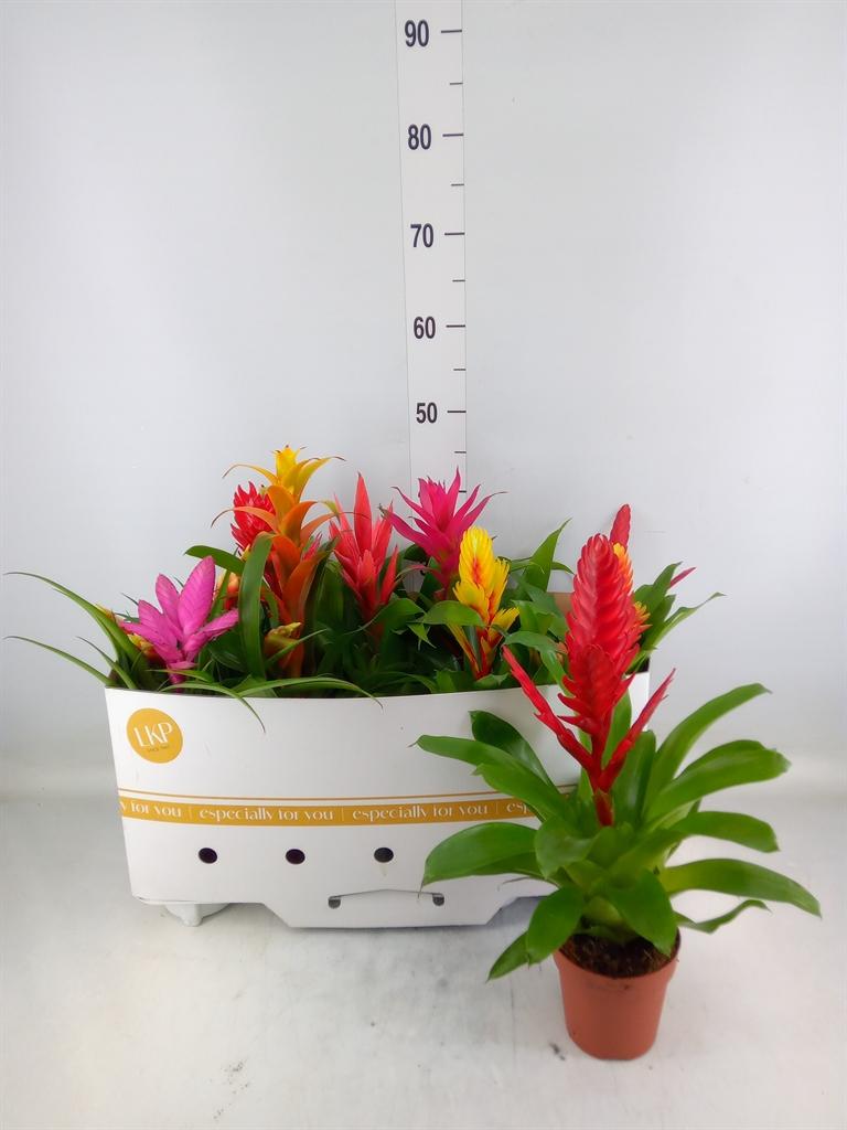 Горшечные цветы и растения оптом Bromelia   ...mix 10 от 10шт из Голландии с доставкой по России
