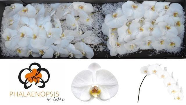Срезанные цветы оптом Phalaenopsis sensation white (per flower) от 45шт из Голландии с доставкой по России