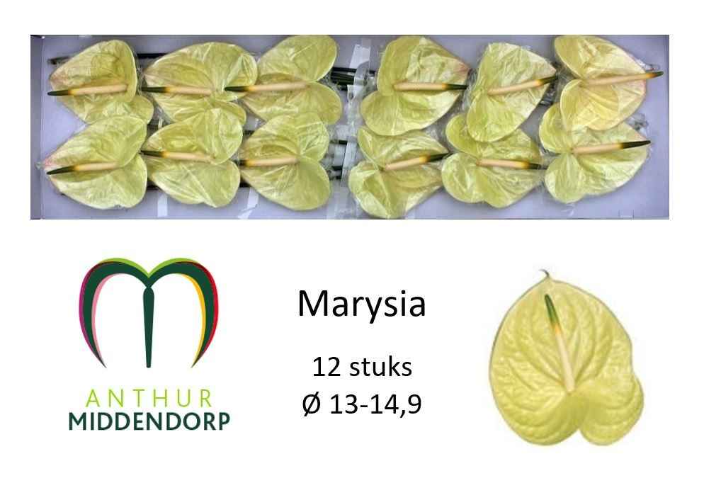 Срезанные цветы оптом Anthurium marysia от 12шт из Голландии с доставкой по России