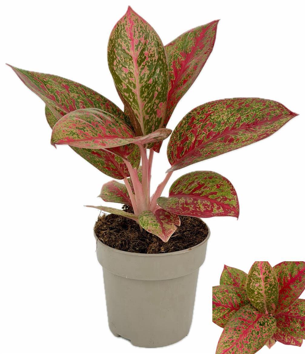 Горшечные цветы и растения оптом Aglaonema Fireworks от 10шт из Голландии с доставкой по России