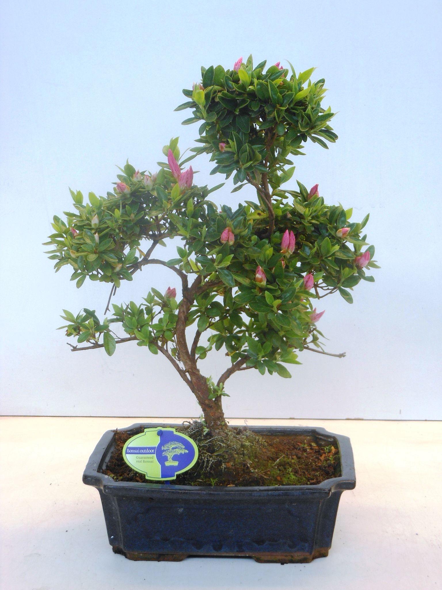 Горшечные цветы и растения оптом Rhododendron Indicum, 29 Cm Shape, Without Drip Tr от 1шт из Голландии с доставкой по России