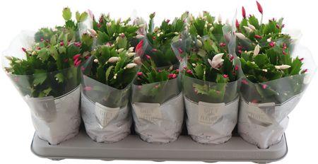 Горшечные цветы и растения оптом Schlumb Flame Duo 50 Knop от 10шт из Голландии с доставкой по России