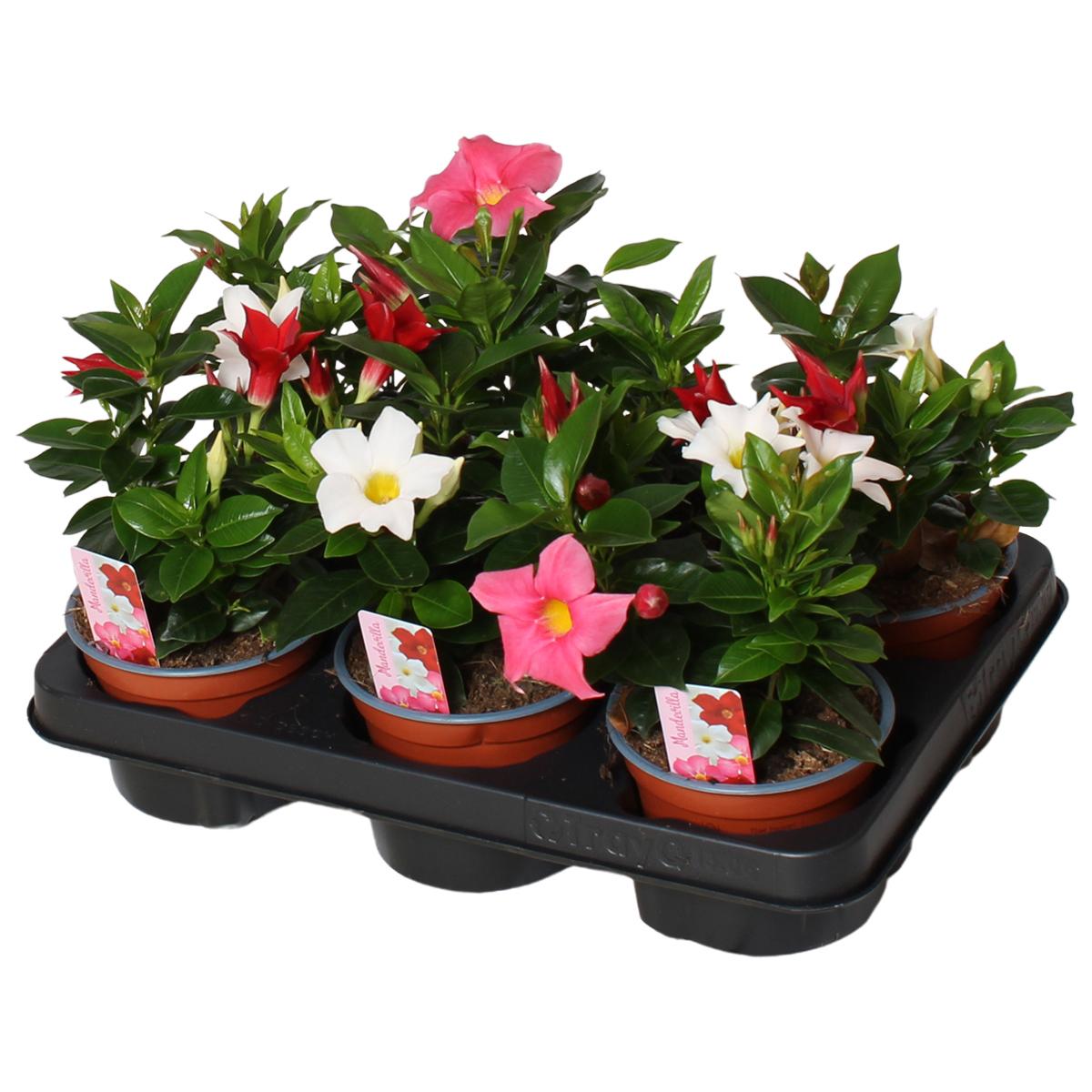 Горшечные цветы и растения оптом Mandevilla Rio, 3 Stek Per Pot Carnaval 3 Kleuren от 6шт из Голландии с доставкой по России