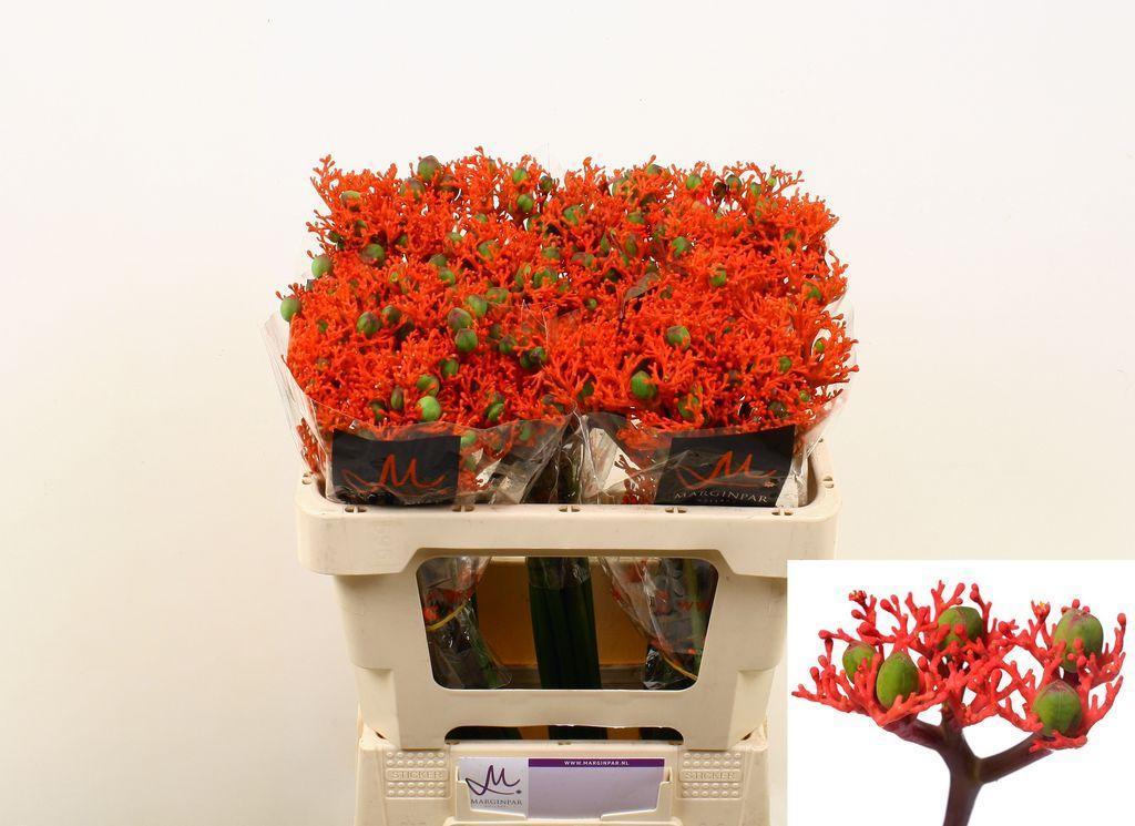Срезанные цветы оптом Jatropha firecracker от 60шт. из Голландии с доставкой по России