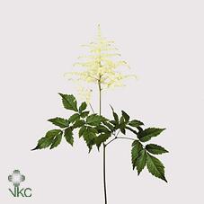 Срезанные цветы оптом Astilbe washington от 80шт из Голландии с доставкой по России