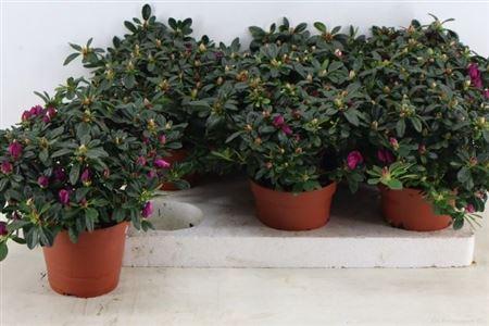 Горшечные цветы и растения оптом Rhodo Si Flamenco от 6шт из Голландии с доставкой по России