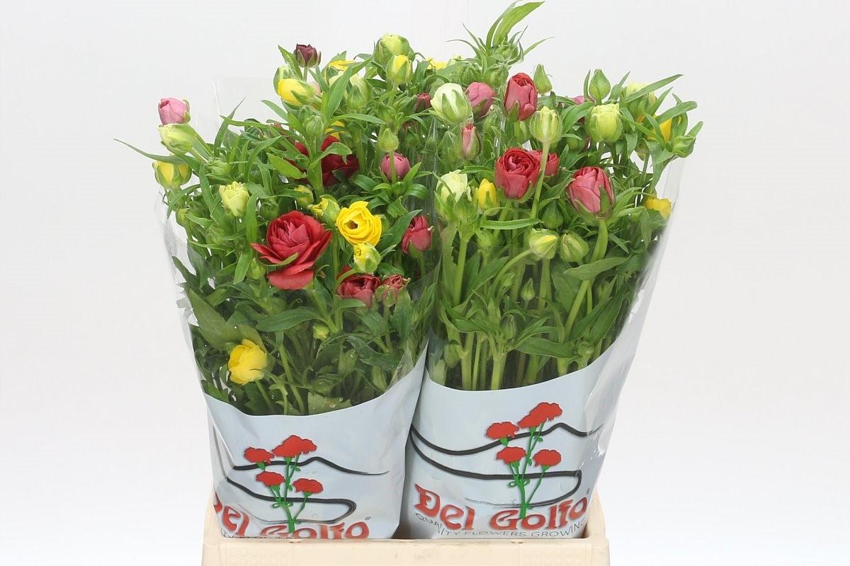 Срезанные цветы оптом Ranunculus butterfly mixbunch (rainbow) от 40шт из Голландии с доставкой по России
