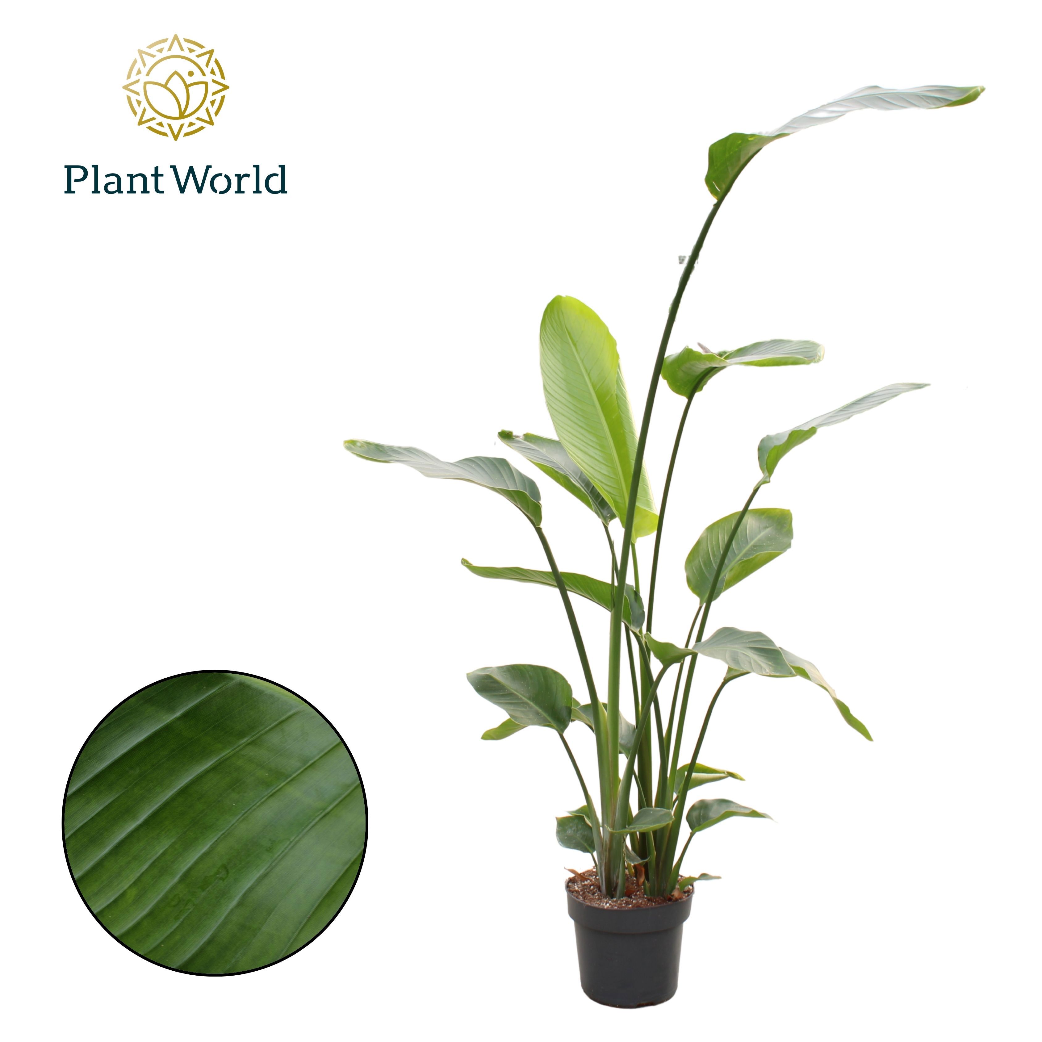 Горшечные цветы и растения оптом Strelitzia Nicolai 3pp 160-180cm от 1шт из Голландии с доставкой по России