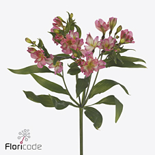 Срезанные цветы оптом Alstroemeria fl pink paradiso от 60шт. из Голландии с доставкой по России