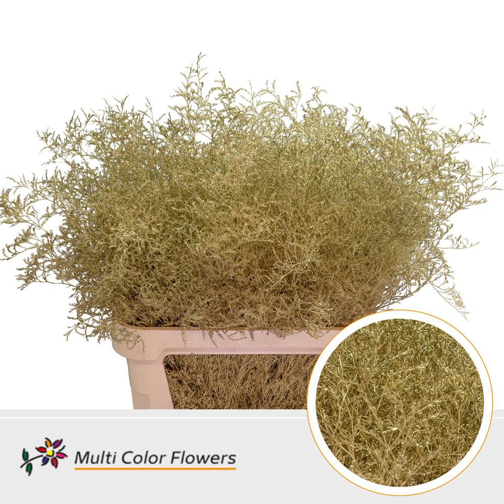 Срезанные цветы оптом Limonium beltlaard paint metallic gold от 25шт из Голландии с доставкой по России