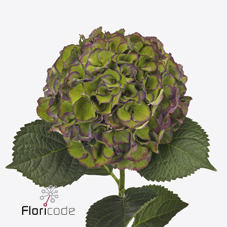 Срезанные цветы оптом Hydrangea royal palace classic от 10шт из Голландии с доставкой по России