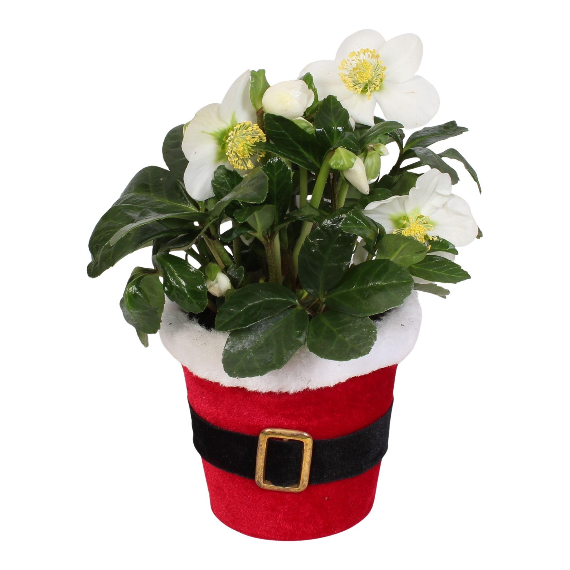 Горшечные цветы и растения оптом Helleborus N. Christmas Carol In Pot Santi от 6шт из Голландии с доставкой по России