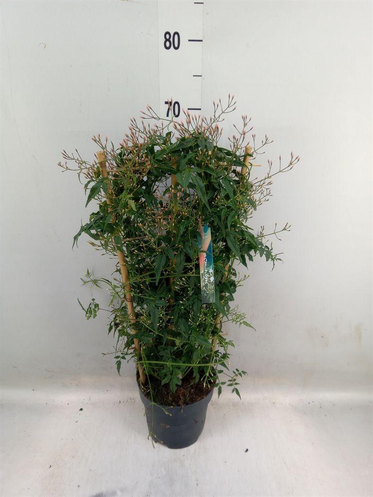 Горшечные цветы и растения оптом Jasminum Polyanthum от 4шт из Голландии с доставкой по России