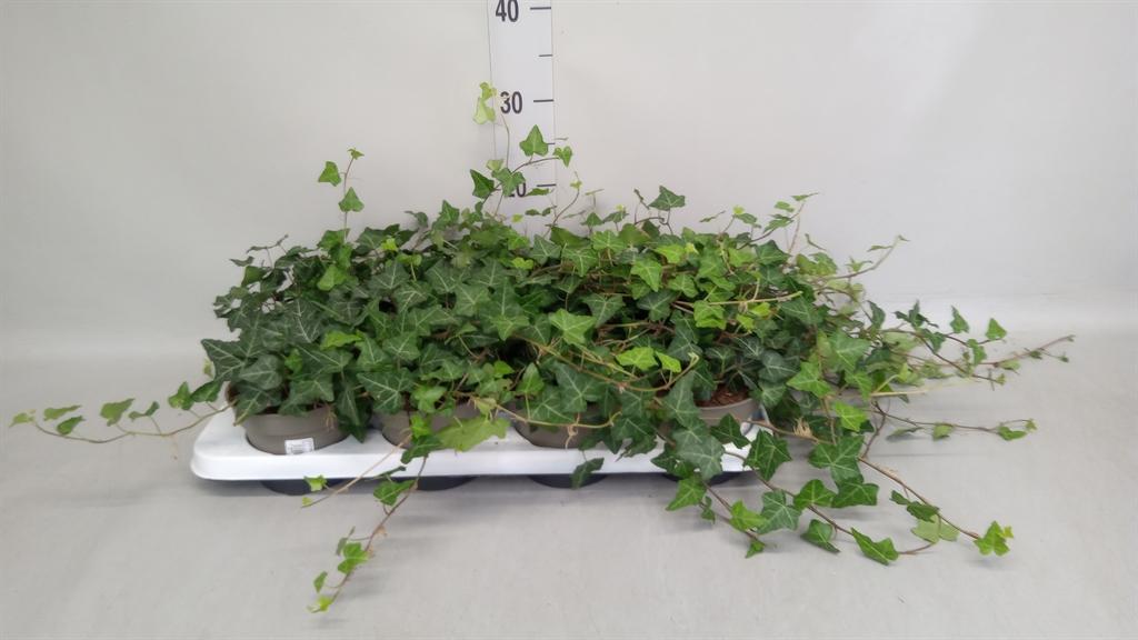 Горшечные цветы и растения оптом Hedera Hibernica от 8шт из Голландии с доставкой по России