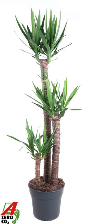 Горшечные цветы и растения оптом Yucca 120-90-45 3+ от 1шт из Голландии с доставкой по России