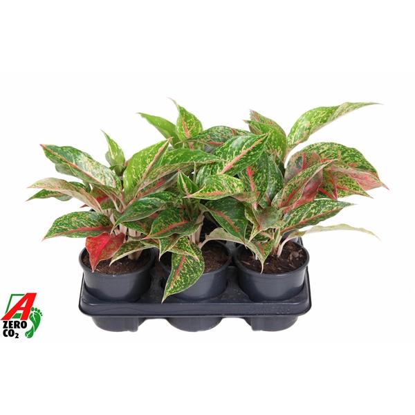 Горшечные цветы и растения оптом Aglaonema Night Sparkle от 6шт из Голландии с доставкой по России