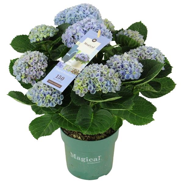 Горшечные цветы и растения оптом Hydrangea Ma Magical Revolution Blue 9+ от 6шт из Голландии с доставкой по России
