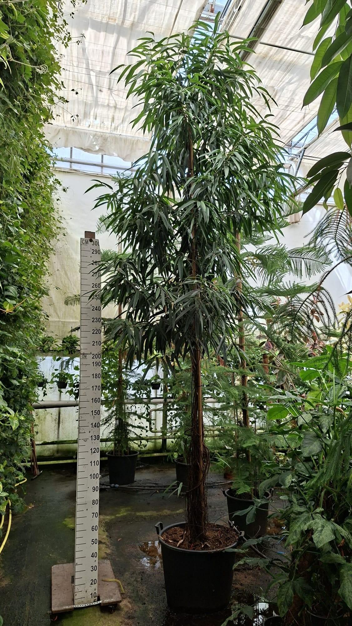 Горшечные цветы и растения оптом Ficus Alii Multistam 450 от 1шт из Голландии с доставкой по России