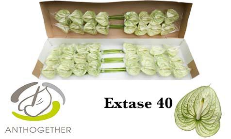 Срезанные цветы оптом Anthurium extase от 40шт из Голландии с доставкой по России