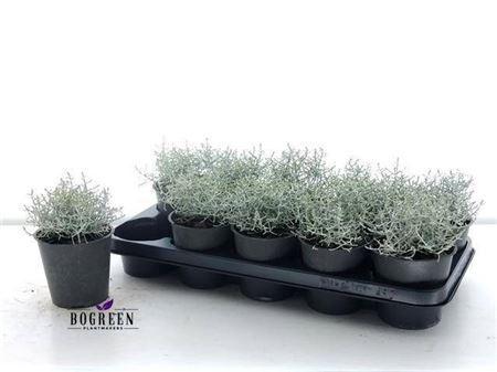 Горшечные цветы и растения оптом Leucoph Comp Silver от 10шт из Голландии с доставкой по России