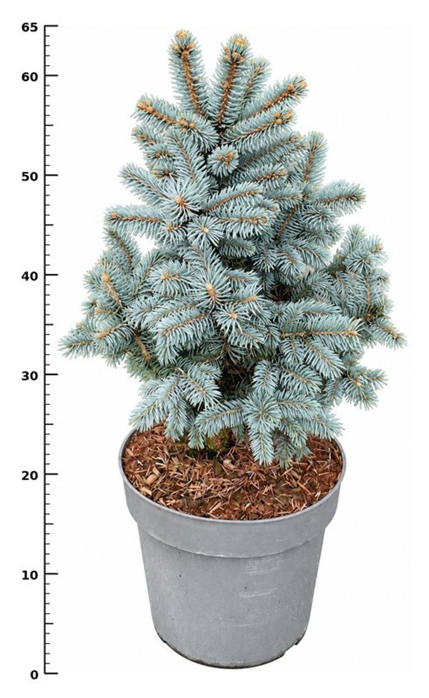 Горшечные цветы и растения оптом Picea Pung Glauca Super Blue от 1шт из Голландии с доставкой по России