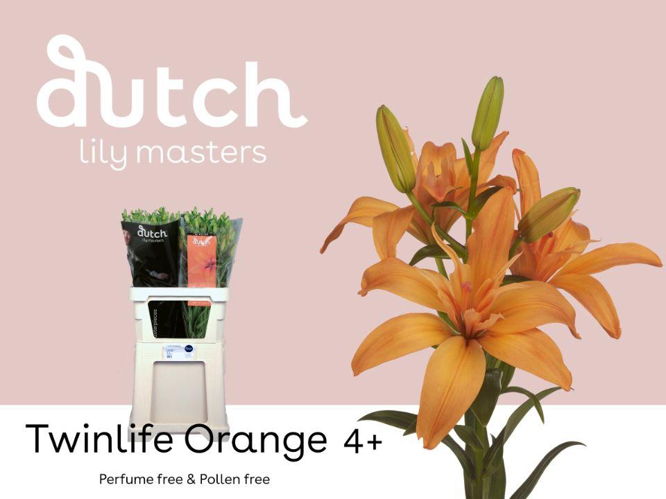 Срезанные цветы оптом Lilium la twinlife orange от 60шт из Голландии с доставкой по России