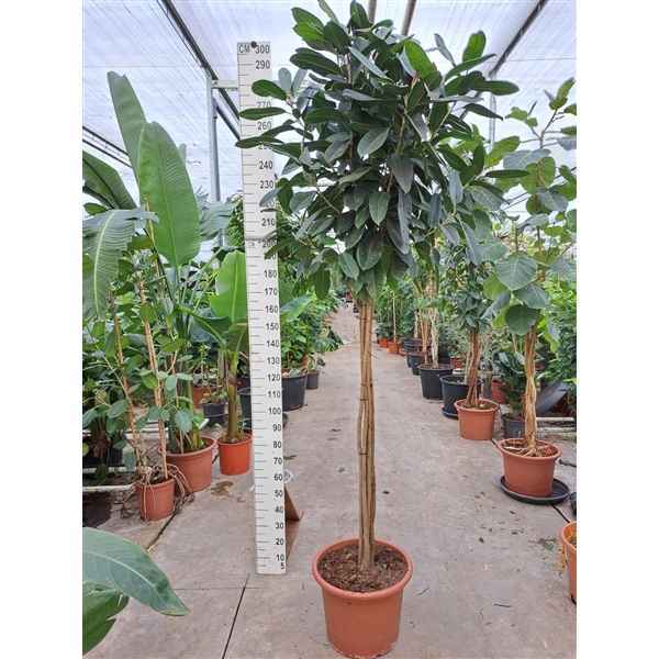 Горшечные цветы и растения оптом Ficus El Tresor Multistem от 1шт из Голландии с доставкой по России