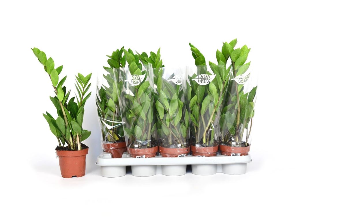 Горшечные цветы и растения оптом Zamioculcas 2+ от 10шт из Голландии с доставкой по России