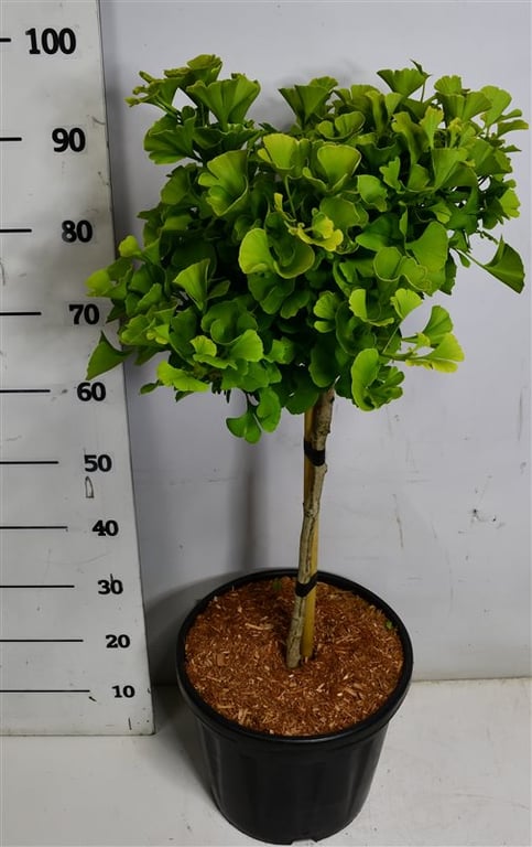 Горшечные цветы и растения оптом Ginkgo Biloba Mariken от 1шт из Голландии с доставкой по России