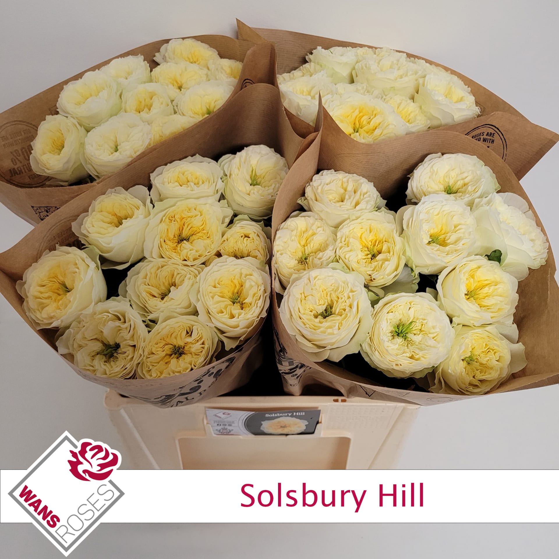 Срезанные цветы оптом Rosa garden solsbury hill от 40шт из Голландии с доставкой по России