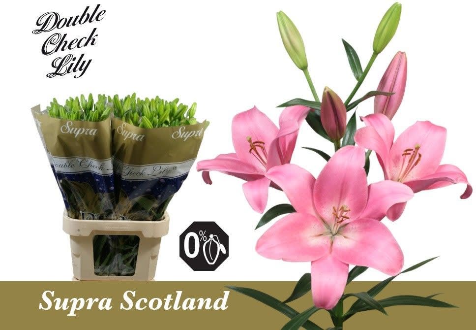 Срезанные цветы оптом Lilium la scotland от 60шт из Голландии с доставкой по России