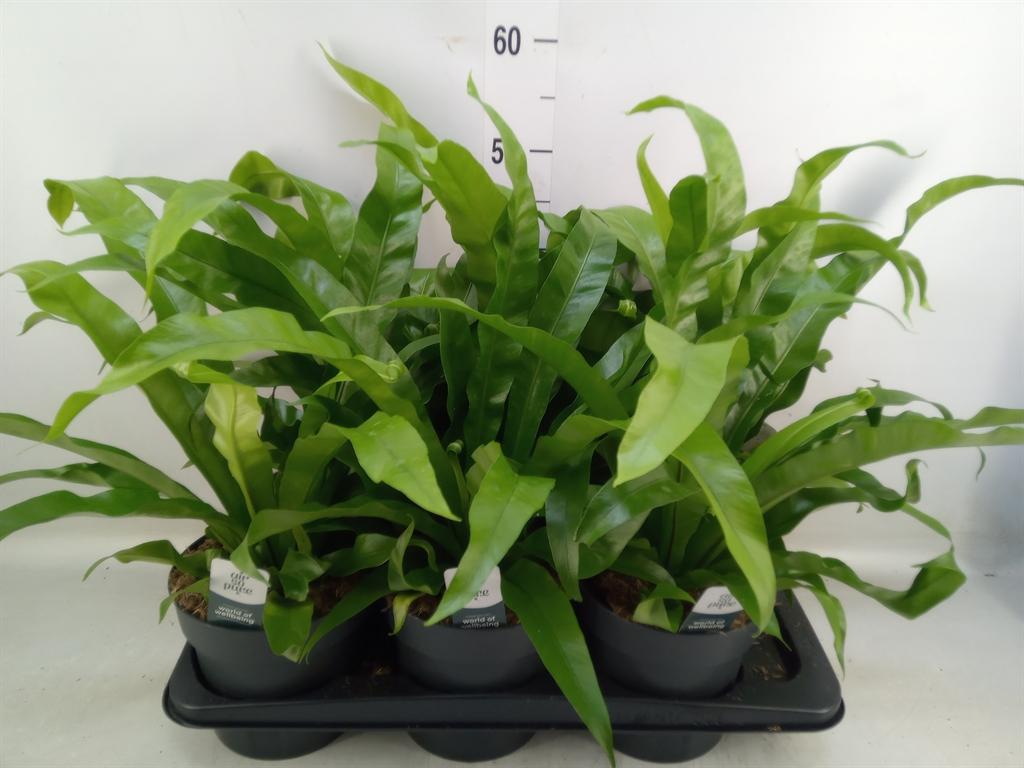 Горшечные цветы и растения оптом Asplenium Antiquum от 6шт из Голландии с доставкой по России