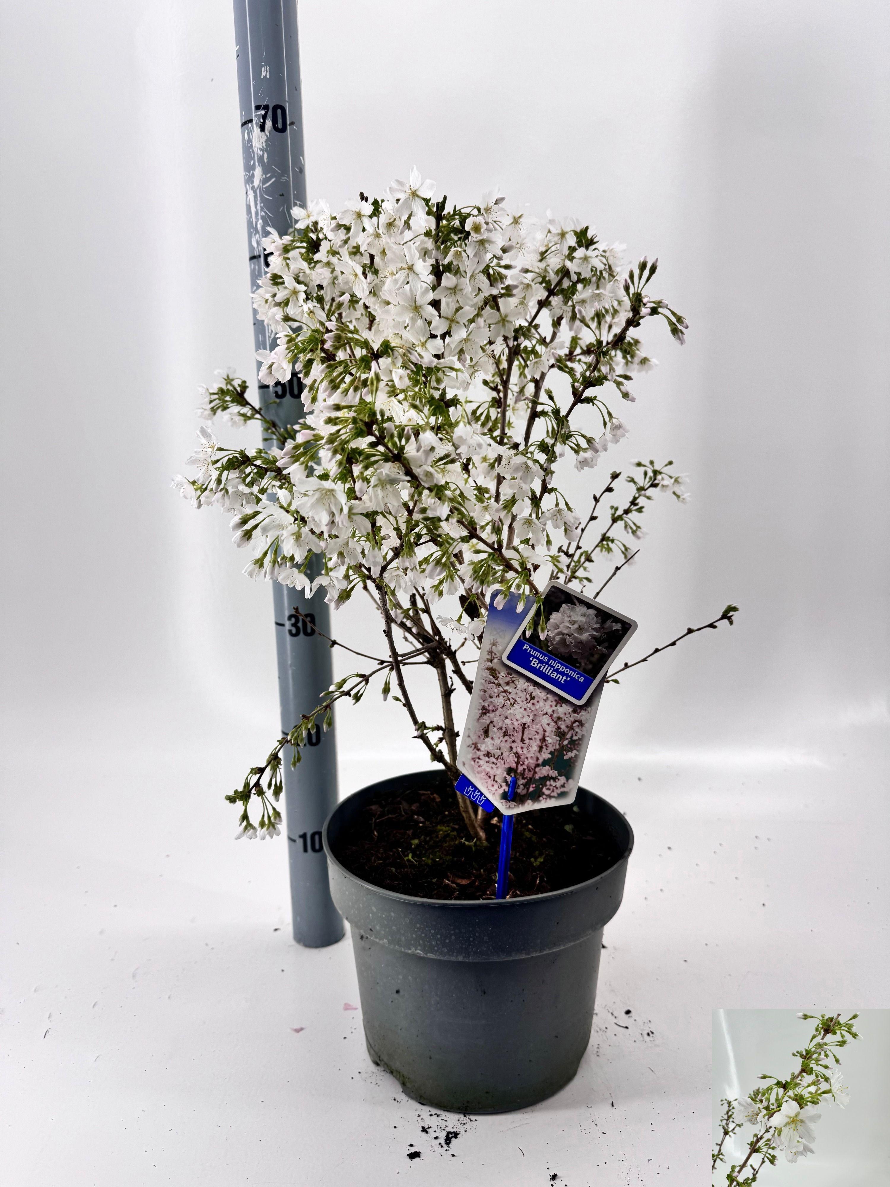 Горшечные цветы и растения оптом Prun Brillant от 1шт из Голландии с доставкой по России