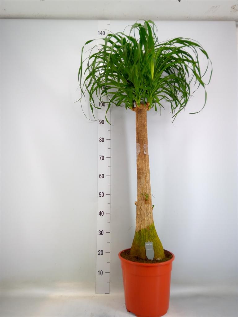 Горшечные цветы и растения оптом Beaucarnea Recurvata от 1шт из Голландии с доставкой по России