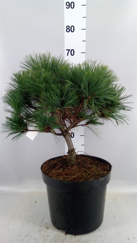 Горшечные цветы и растения оптом Pinus Strobus от 1шт из Голландии с доставкой по России
