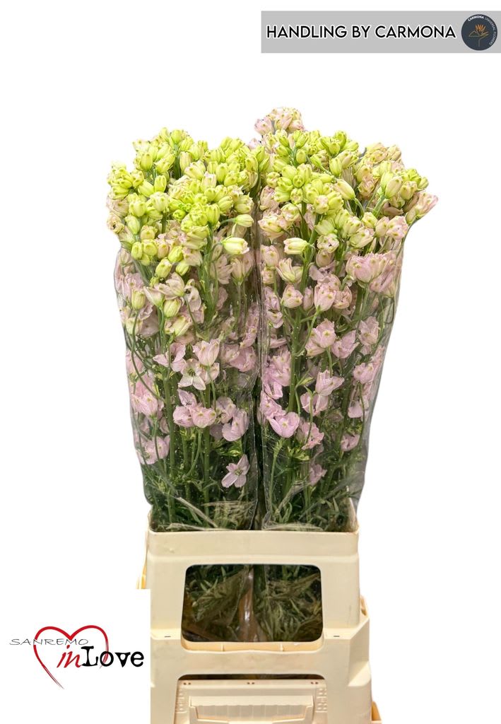 Срезанные цветы оптом Delphinium si morpho sugar pink от 40шт из Голландии с доставкой по России