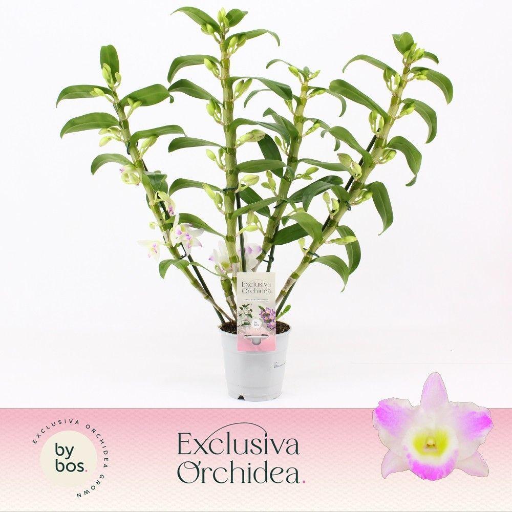 Горшечные цветы и растения оптом Den Nob 4st Pandora Exclusiva Orchidea от 6шт из Голландии с доставкой по России