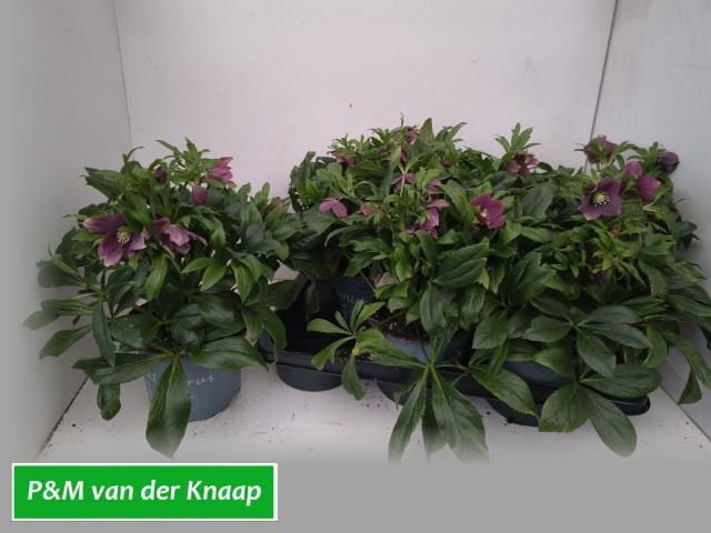 Горшечные цветы и растения оптом Hell Viv Victoria от 6шт из Голландии с доставкой по России