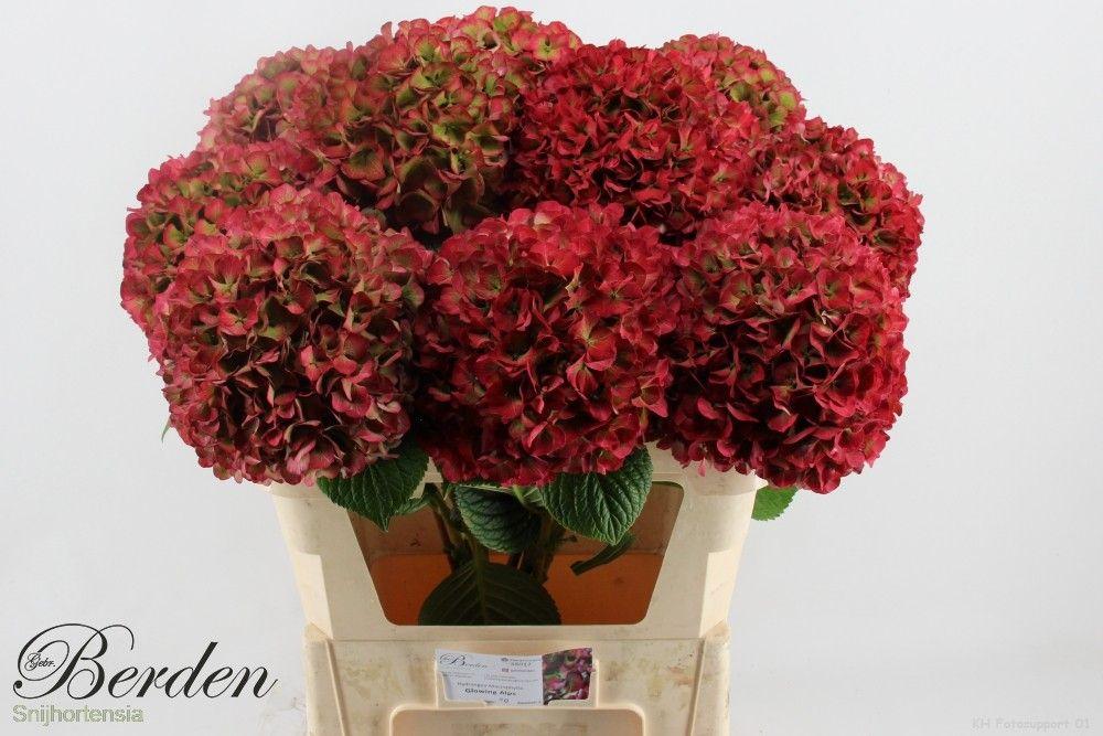 Срезанные цветы оптом Hydrangea vuurbaak от 10шт. из Голландии с доставкой по России