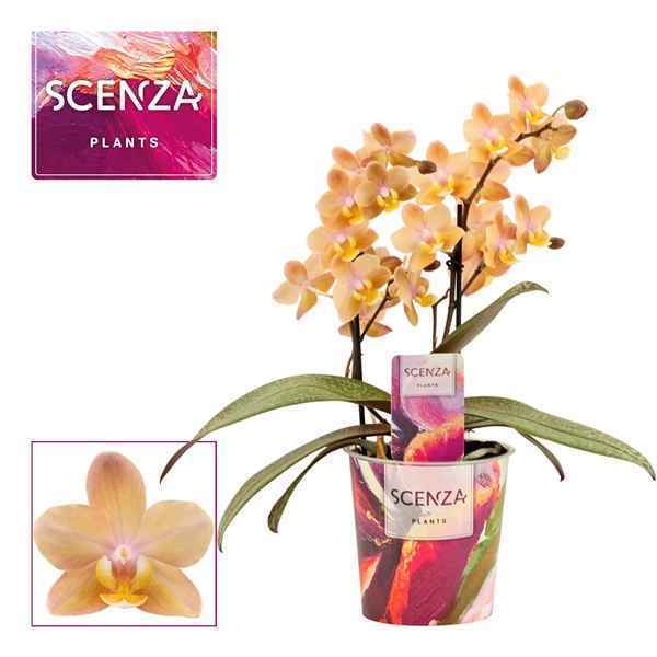 Горшечные цветы и растения оптом Phal 2st Aroma Scention (duijn Hove) от 6шт из Голландии с доставкой по России