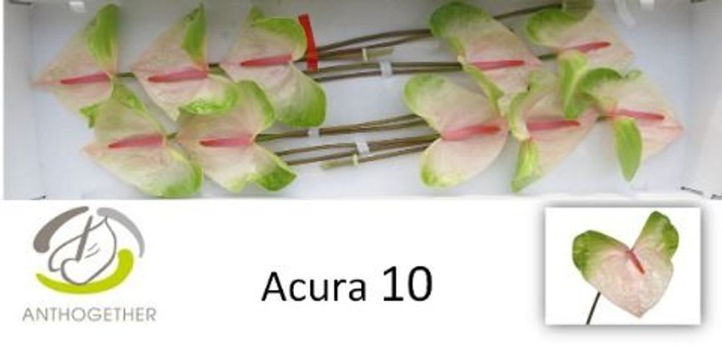 Срезанные цветы оптом Anthurium acura от 10шт из Голландии с доставкой по России