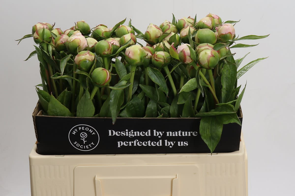 Срезанные цветы оптом Paeonia alertie от 50шт. из Голландии с доставкой по России