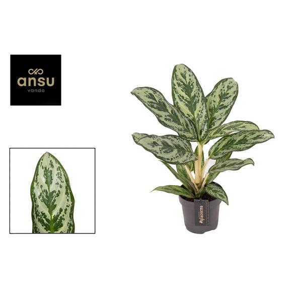 Горшечные цветы и растения оптом Aglaonema Laurel Green от 6шт из Голландии с доставкой по России