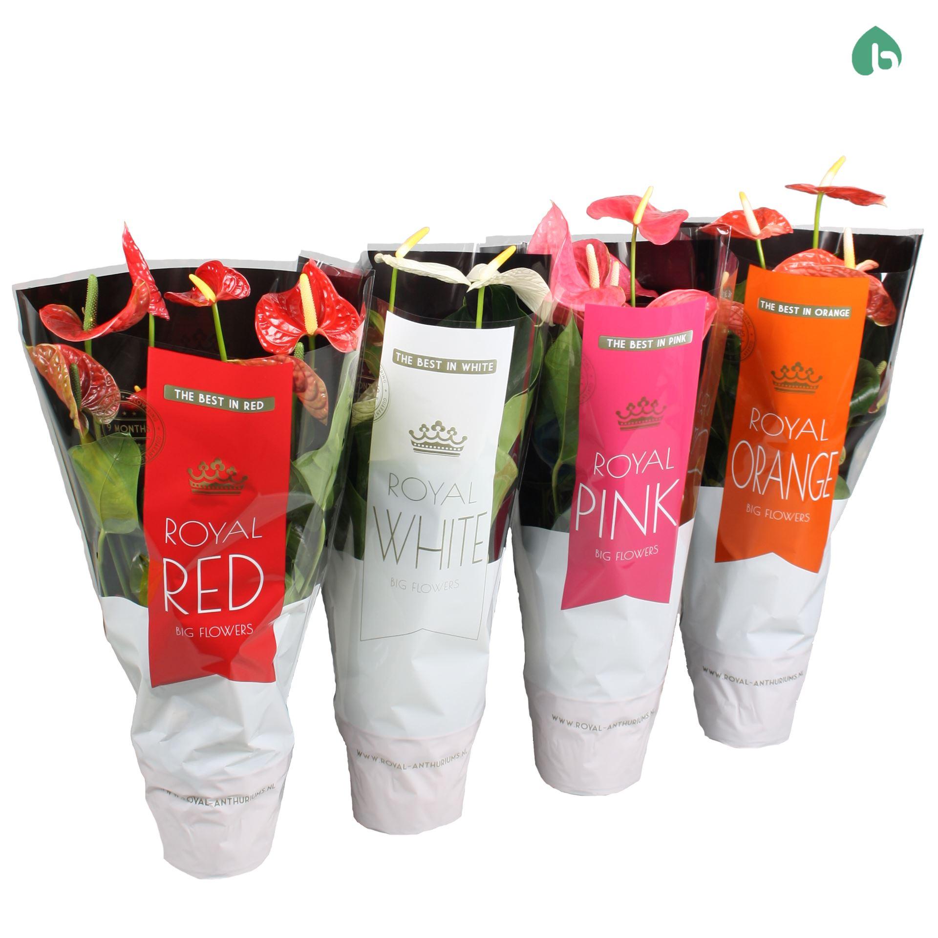 Горшечные цветы и растения оптом Anthurium   ...mix от 6шт из Голландии с доставкой по России